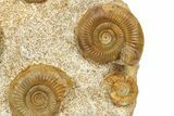 Fossil Ammonite & Gastropod Cluster - Fresney, France #265291-2